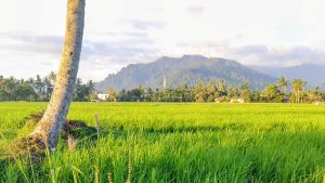 The green rice terraces of the West Sumatran highlands