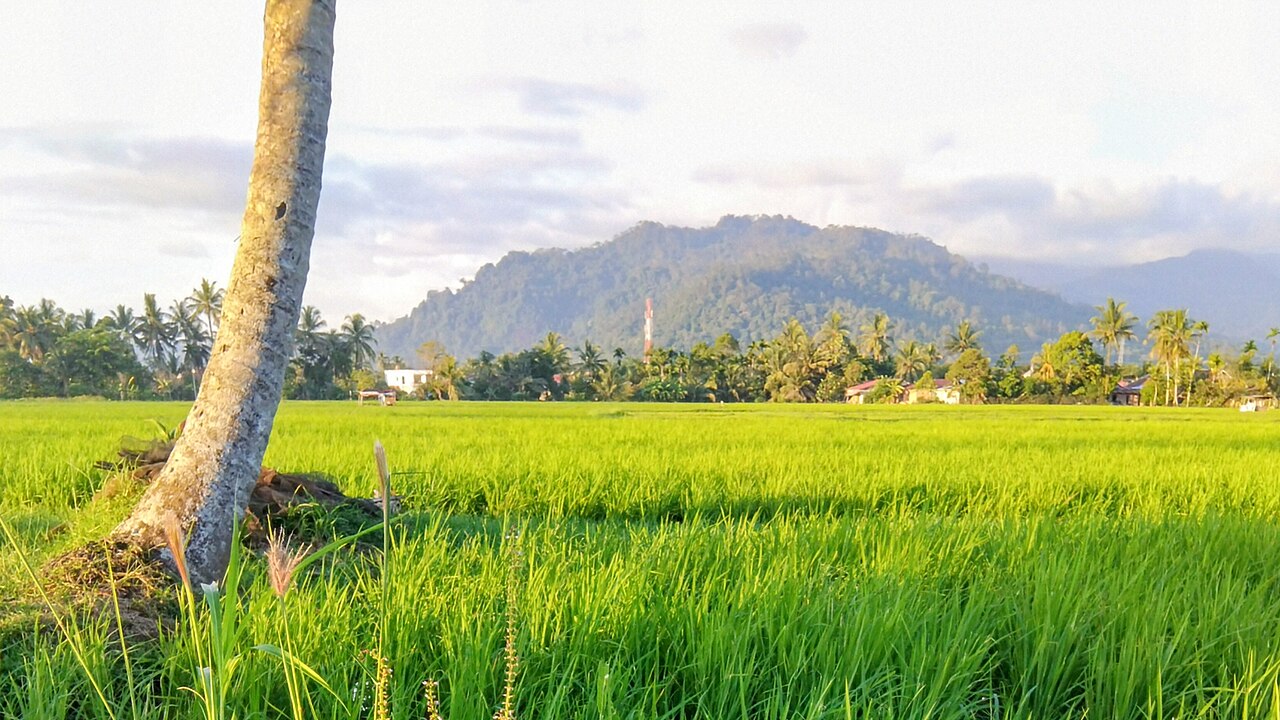 The green rice terraces of the West Sumatran highlands