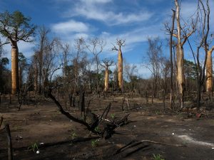 Jhum, the slash-and-burn shifting cultivation of the Mizo hills