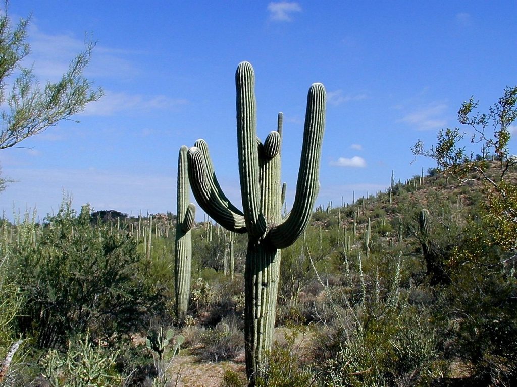 Cactus Saguaro photo and picture