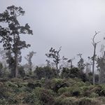 The rainforest