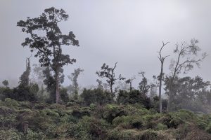 The rainforest