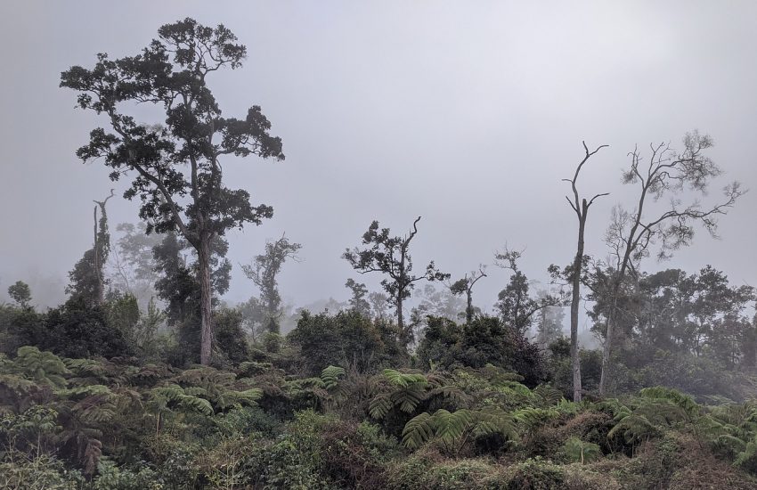 The rainforest