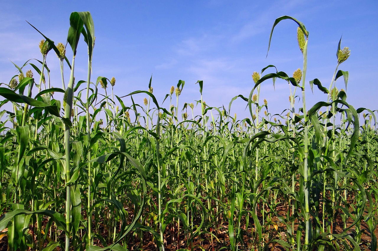 Sorghum grain