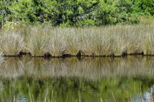 Marshland Swamp