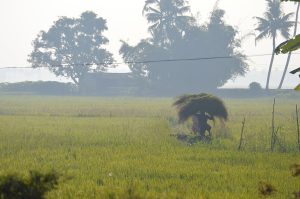 Rice harvest, the mainstay of Munda agriculture