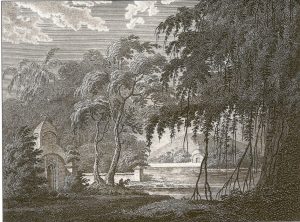 A sacred grove; the Munda Sarna religion venerates such groves