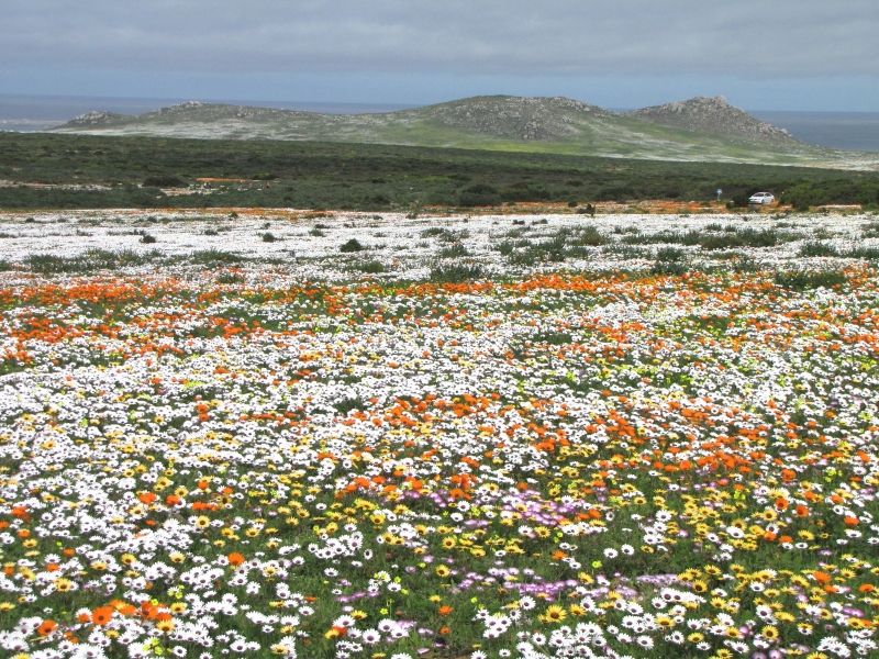 The spring flowers of Namaqualand, the southern homeland of the Nama.