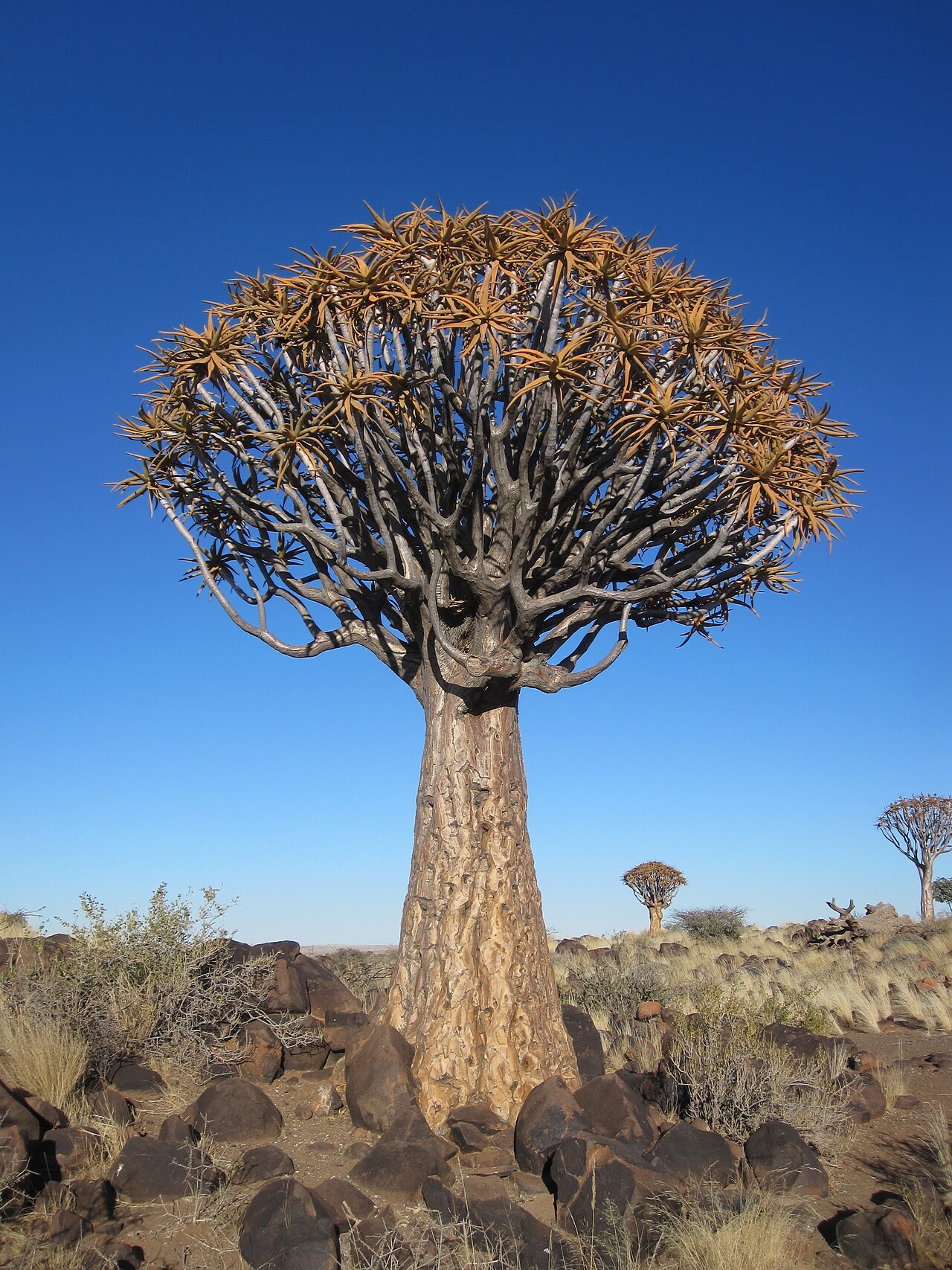 A quiver tree near Keetmanshoop, in the Nama country of southern Namibia.