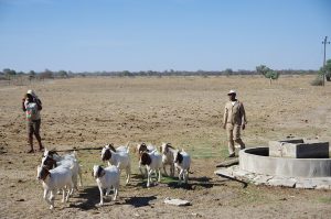 A herd of goats in Namibia; the Nama are herders of goats, sheep and cattle.