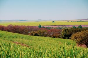 Grassland plains