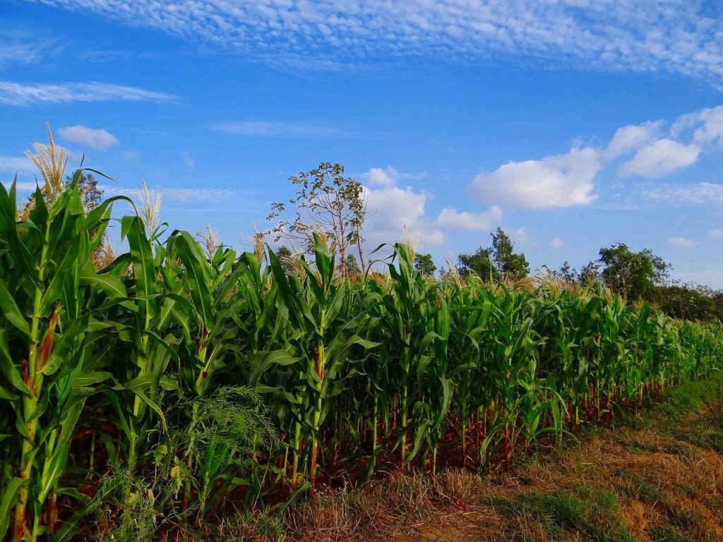 Maize harvest