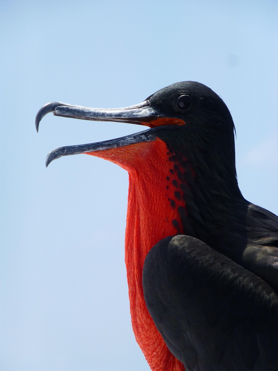 Frigate Bird
