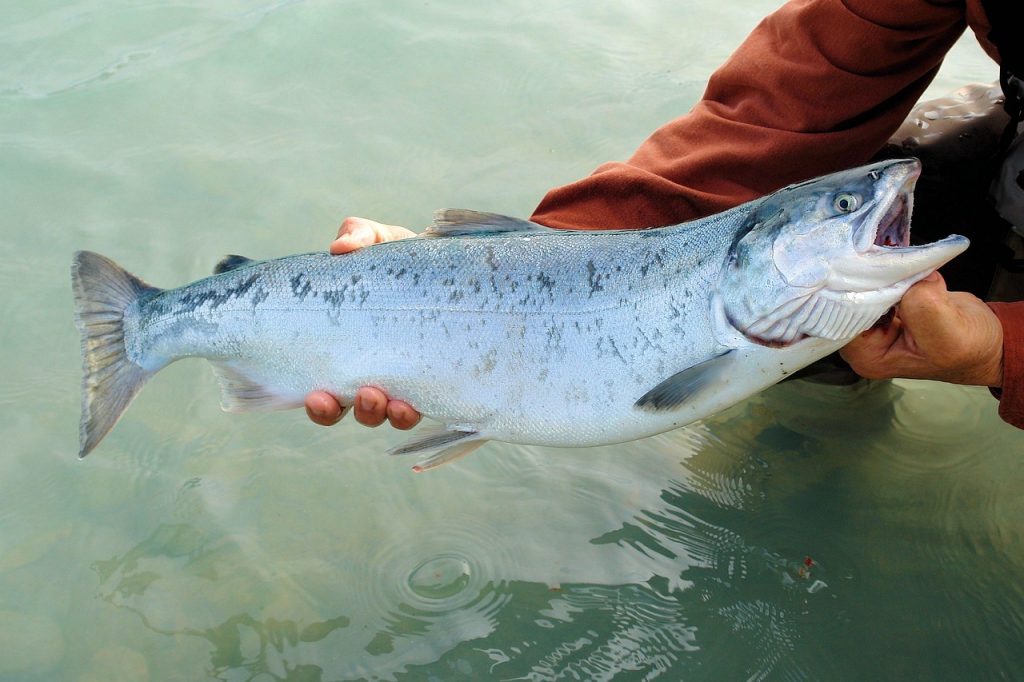 Sockeye salmon in the river