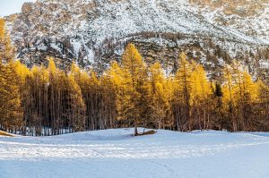 Forest of the plateau country