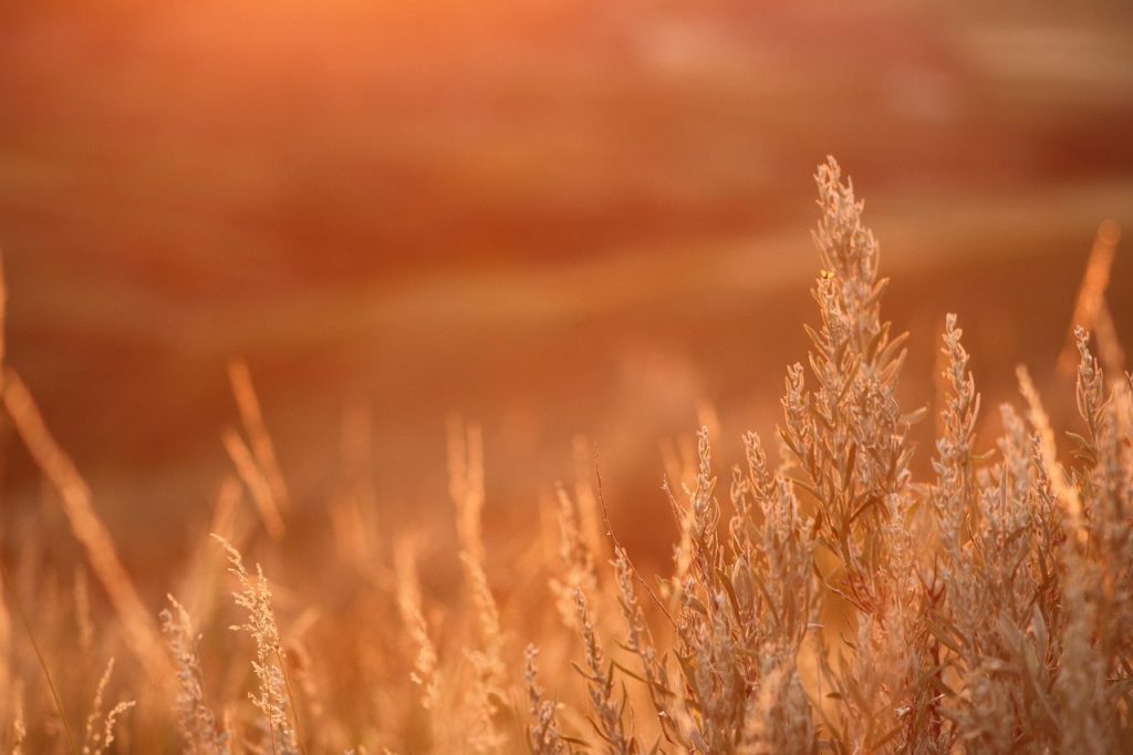 Sage prairie landscape