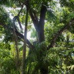 Rainforest Panama