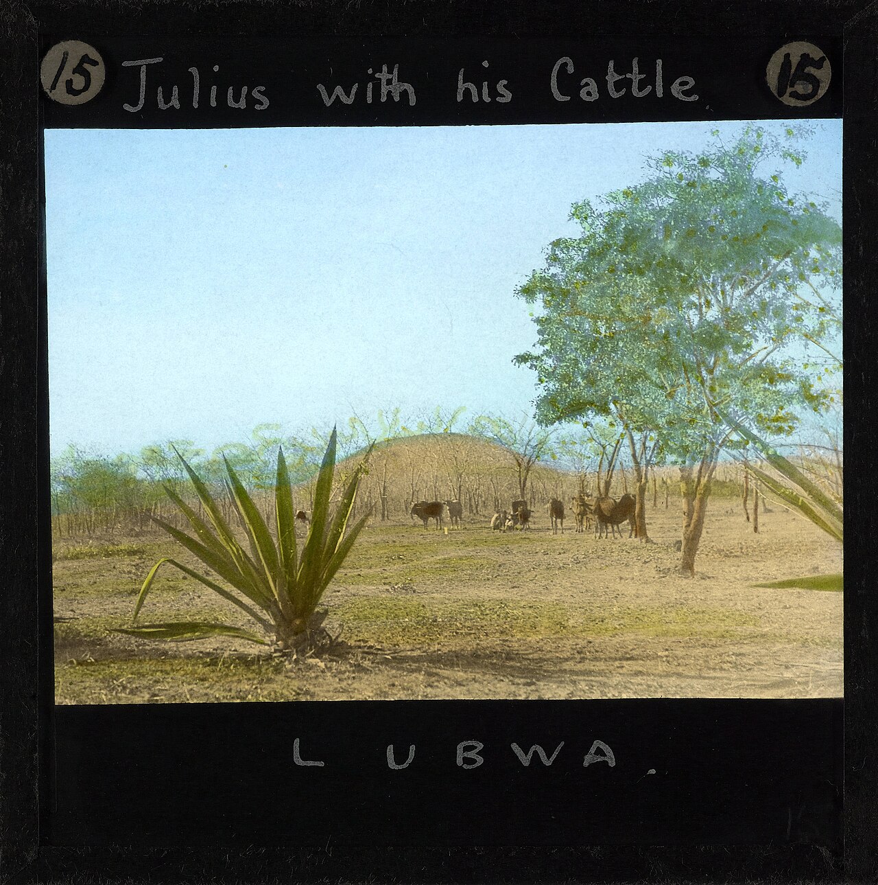 A herd of cattle in Zambia; cattle were the measure of Ngoni wealth and status.