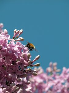 bee honey flower bush food