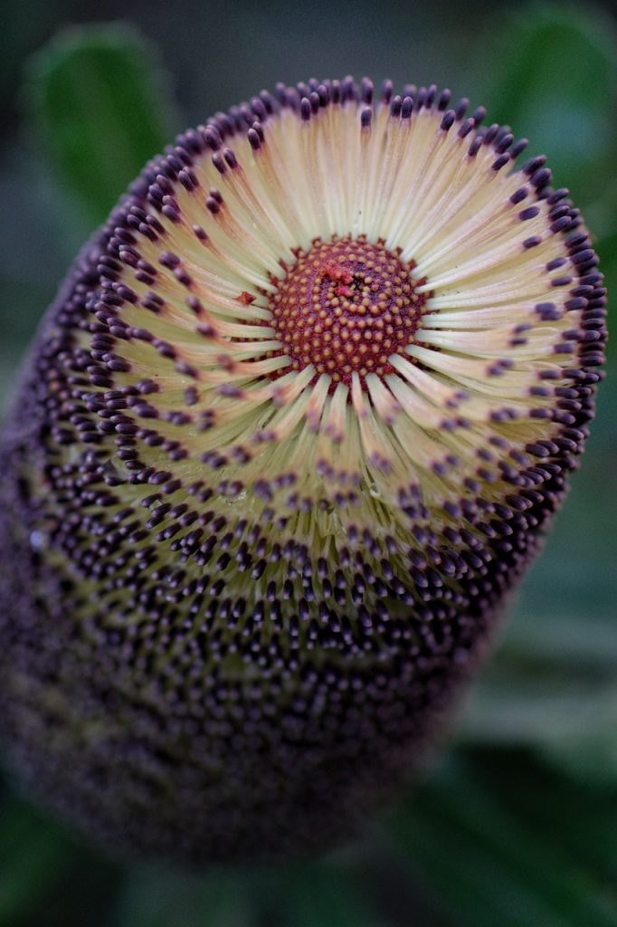 banksia native flower southwest