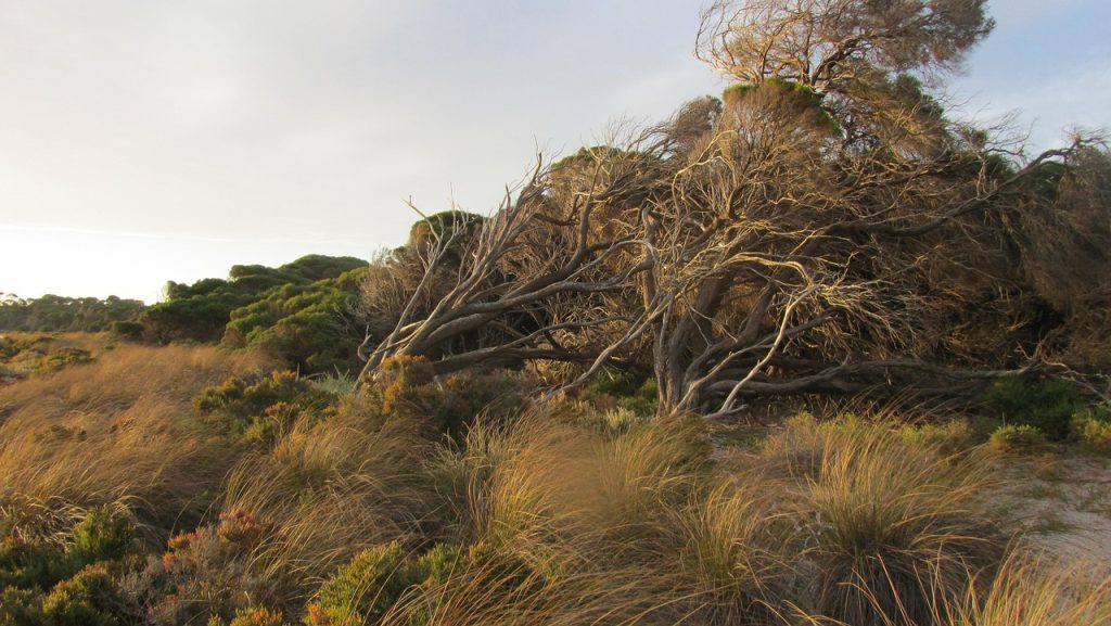 rottnest island wadjemup coast