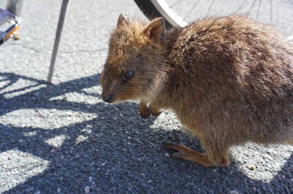 quokka rottnest wadjemup