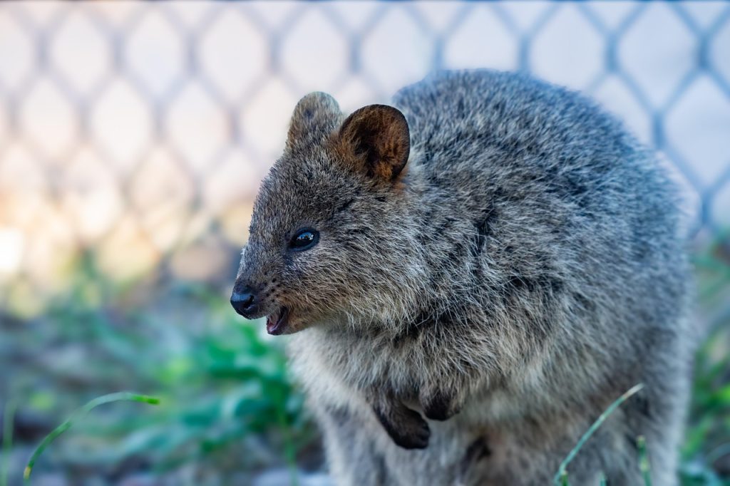 quokka marsupial