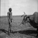 A Nuer man with his ox, in the way beloved of the cattle-keeping Nuer