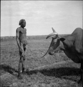 A Nuer man with his ox, in the way beloved of the cattle-keeping Nuer