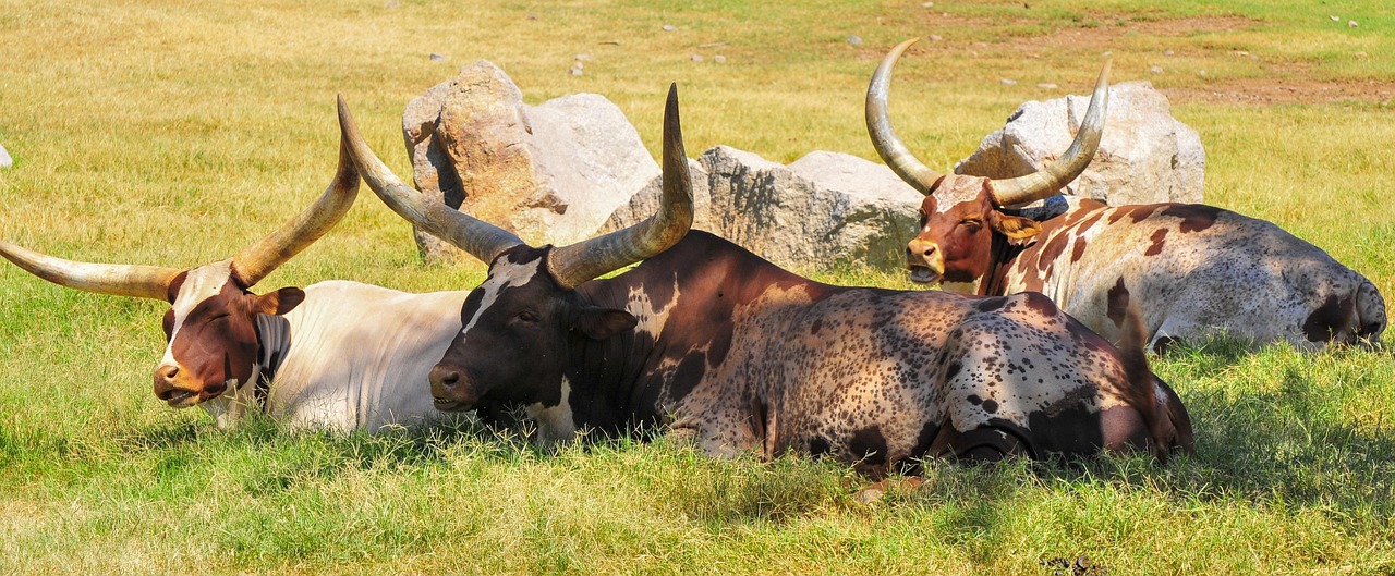 Long-horned cattle