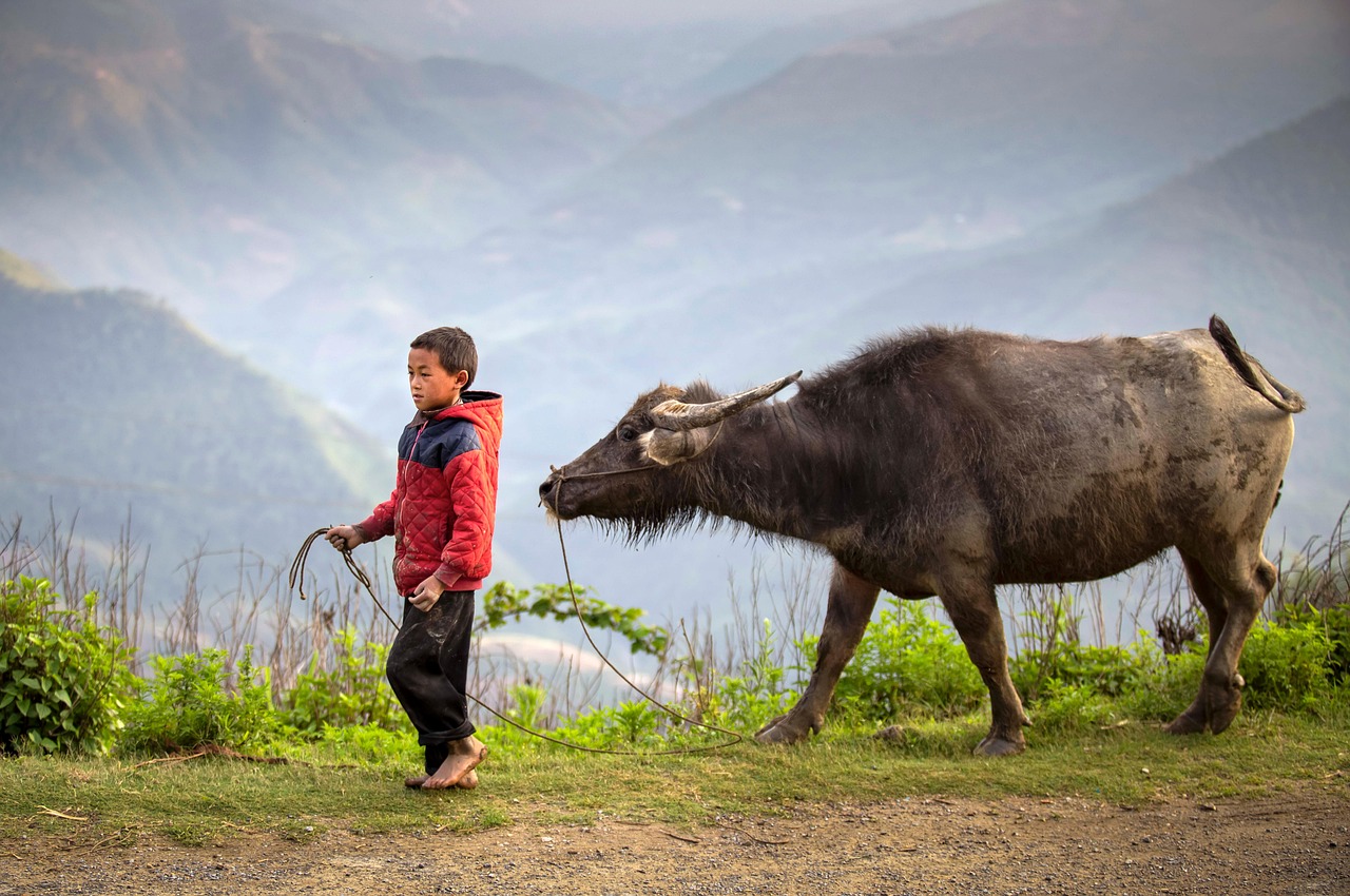 A young herder