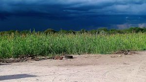 A flourishing field of mahangu, or pearl millet, in the Ovambo north.