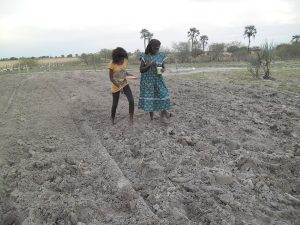 Sowing a mahangu field; the Ovambo are farmers of pearl millet and keepers of cattle.