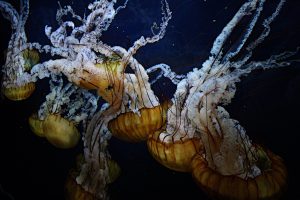 Underwater Nature