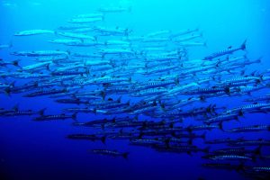 Sea Nature