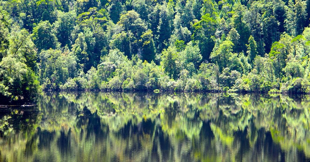 tasmania forest lutruwita