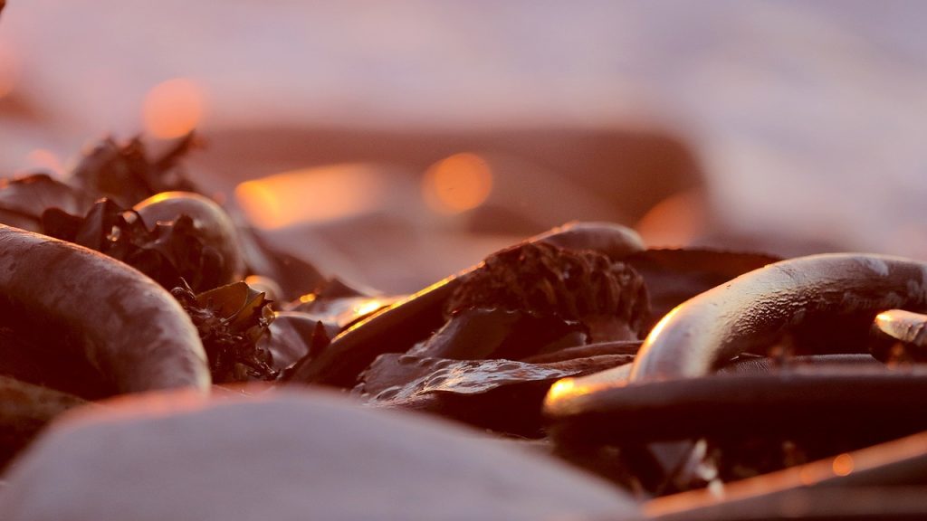 kelp sunset shore