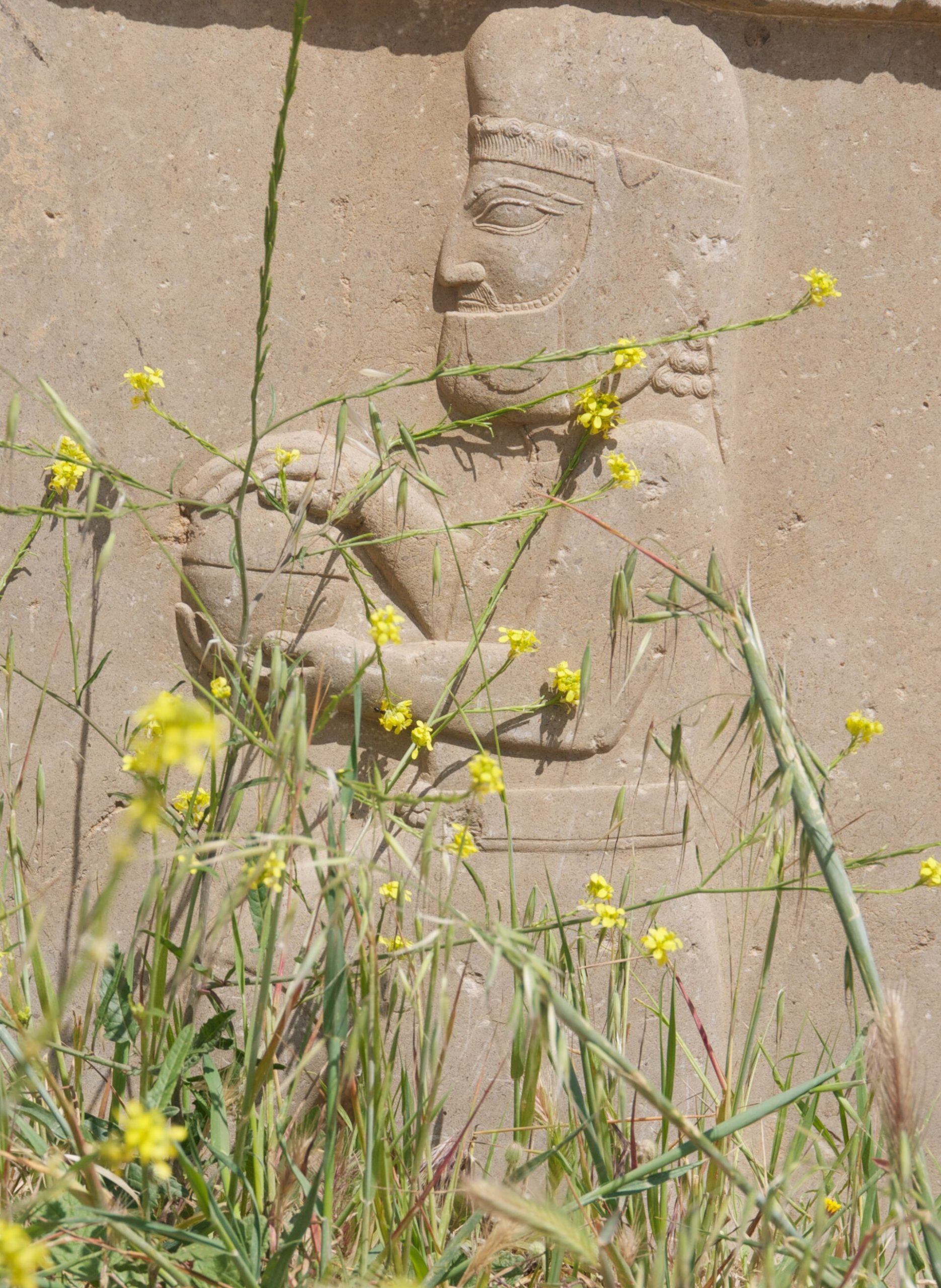 The great terrace and ruined columns of Persepolis in Iran.