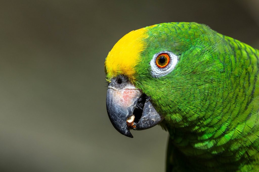 Amazon parrot