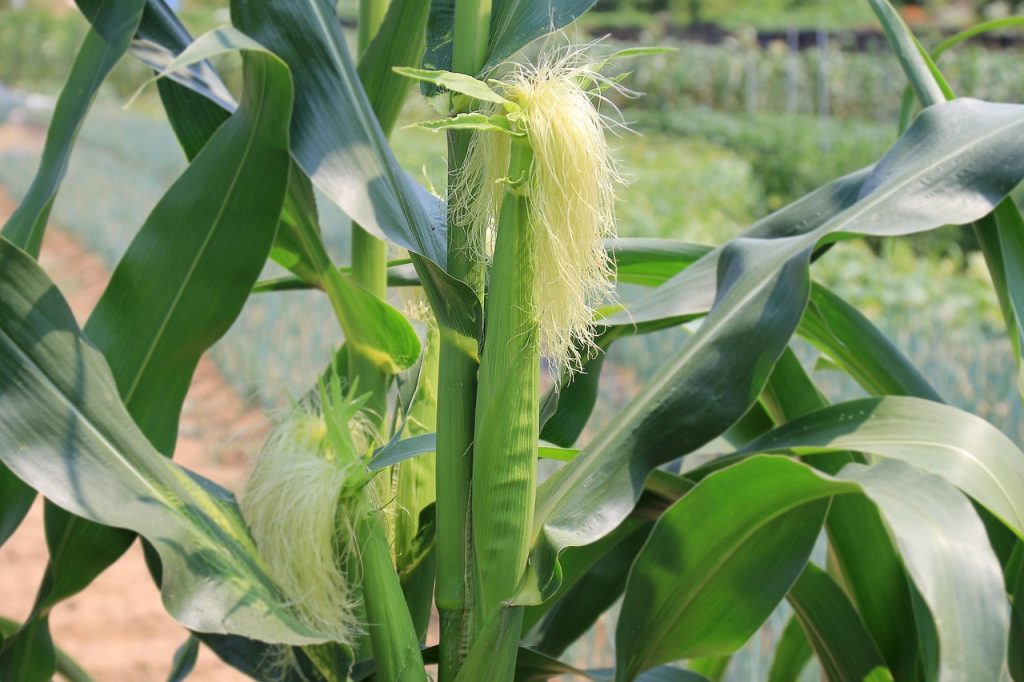 Corn Stalks Corn Ears photo and picture