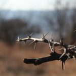 Thorn tree of the dry Chaco forest