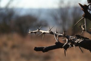 Thorn tree of the dry Chaco forest