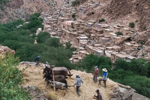 Traditional grain threshing in the Moroccan highlands.