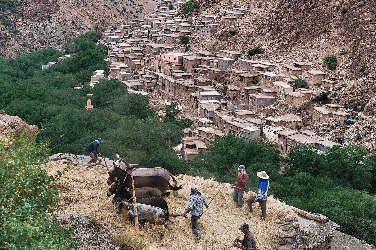 Traditional grain threshing in the Moroccan highlands.