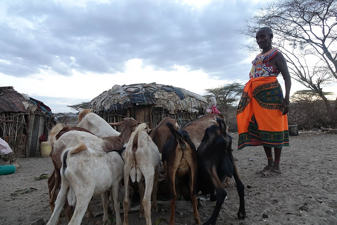 Herding through drought, the enduring test of Samburu pastoral life.