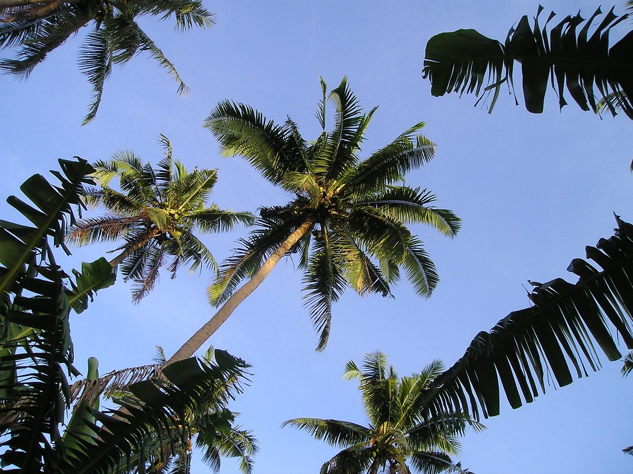 Palm Trees Samoa