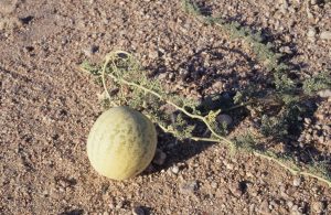 The tsamma melon of the Kalahari, a vital source of food and water for the San.
