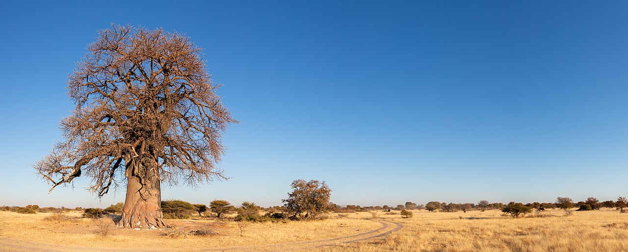 The Kalahari country of Botswana, a heartland of the San.