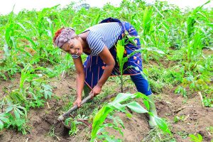 Working the land in Côte d'Ivoire; the Senufo are farmers of the savanna.