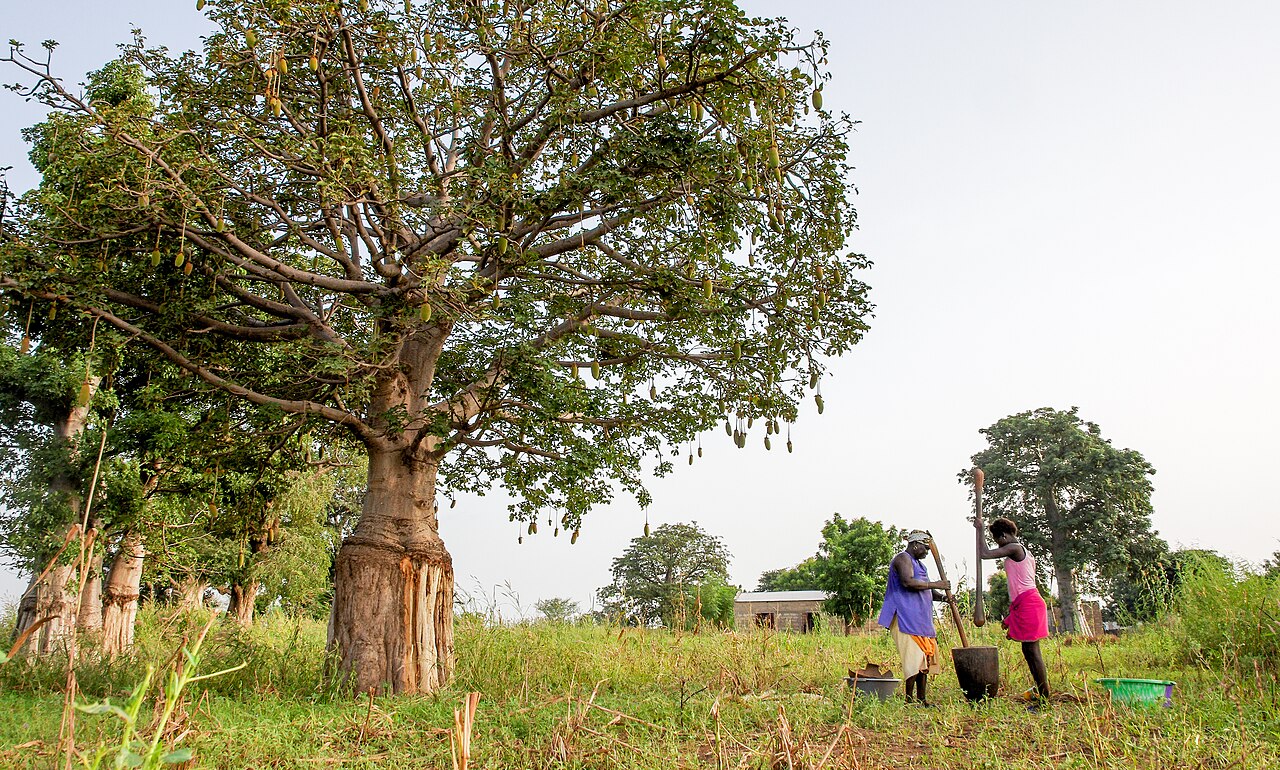 Serer women threshing grain; the people are noted millet farmers.
